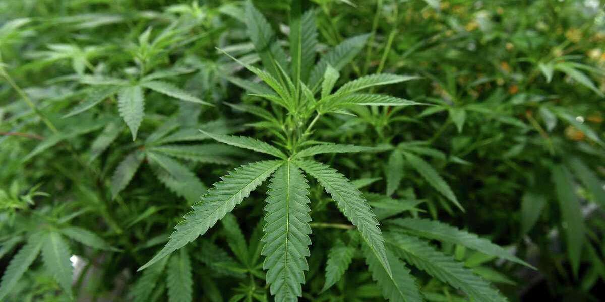 Medical Marijuana Missouri